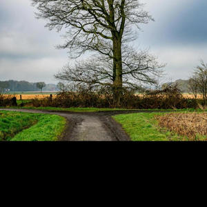 Fork in the Road