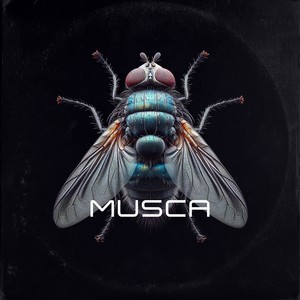 Musca