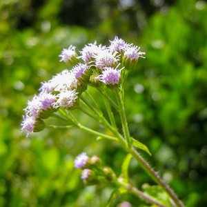 Self Taste (Original)