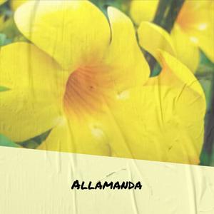 Allamanda