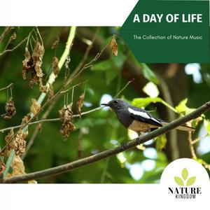 A Day Of Life - The Collection of Nature Music