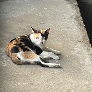 Under The Moonlight (Explicit)