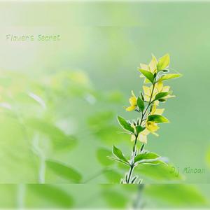 Flower's Secret