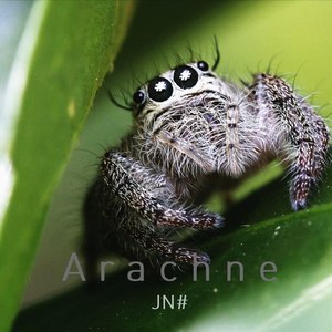 Arachne
