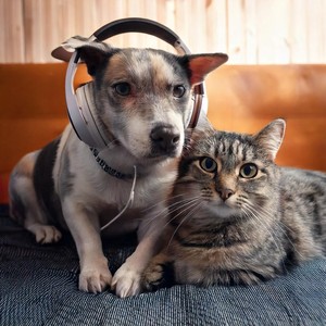 Pet Rhymes: Hip Hop for Calm Companions