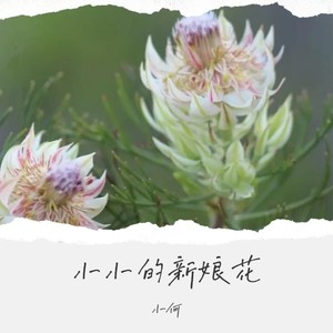 小小新娘花