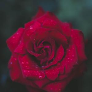 玫瑰窃贼-降调0.8x-臻品DJ