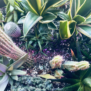 dichotomy (feat. shower king) (Explicit)