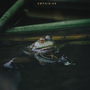 amphibian