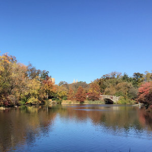 雪玫瑰 (女声版)