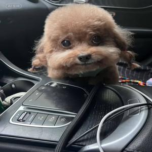 Chinese Rapping Dog (sped up) (Explicit)