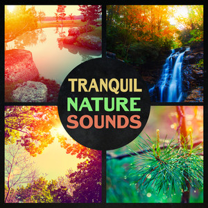 Tranquil Nature Sounds – Yoga & Meditation in Green Space, Relaxing Energy from Nature, Deep Breathing for Anti Stress