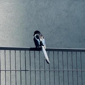 tiny unit of loneliness