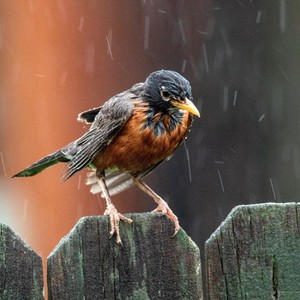 Rain Birds and Trees