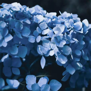 邓诗涵 - 他们说爱情