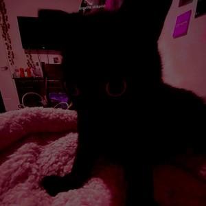 Funked Cat (Explicit)