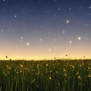 Fireflies