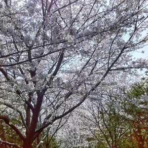 毕业 Demo (伴奏)