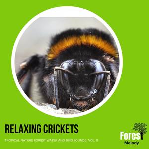 Joyful Chirping of Birds