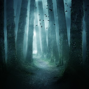 Lost in the Enchanted Woods