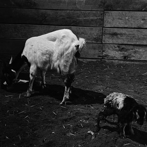 **** Red Rose (Explicit)