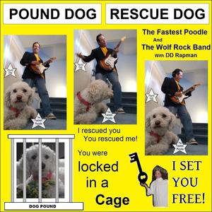 Pound Dog(feat. The Wolf Rock Band) (A rescued from the pound dog is the best kind of hound dog!)