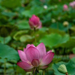 Lotus Blossom