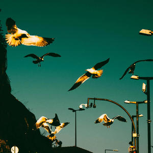 GRICIELLE (feat. Mattis Lécart)