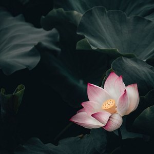 莲