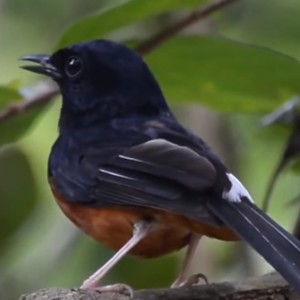 SUARA BURUNG MURAI BATU GACOR