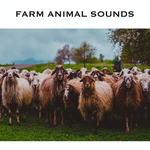 Farm Animal Sounds & Animal Noises