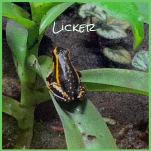 Licker