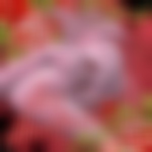 Ars Amatoria (Explicit)