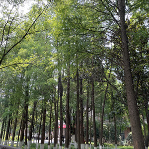 漠漠轻寒上小楼