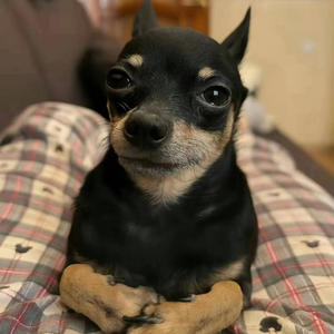 les run it (Explicit)