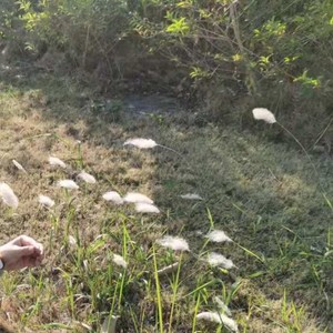 小草的心意 (Demo)