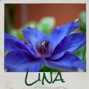 Que Te Parece Cholito