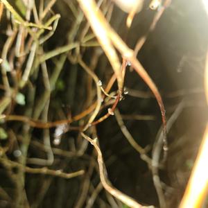 Better Off Alone (feat. Dolorous & Lil Benny) (Explicit)