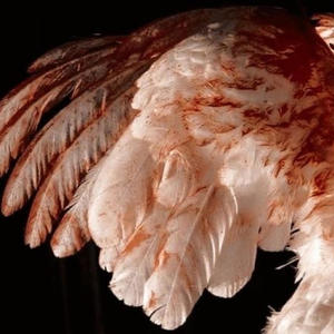 trashcat* - FEATHERS (prod. YAMAMAYA) (feat. newport motel) (Explicit)