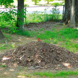 Witcho Greenthumb (feat. Kubes & the Fatboy) (Explicit)