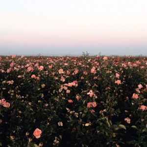 cant help falling in love  cover