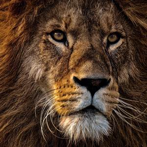 Calypso Molly Water (Explicit)