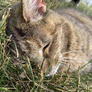 why u shop there (Explicit)