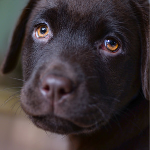 Complete Relaxation and Mindfulness for Dogs