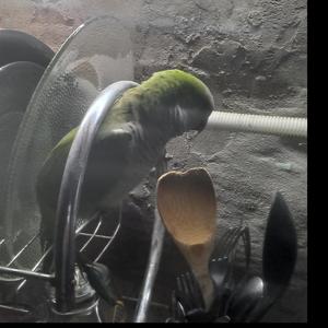 Mordecai vs finn hoodtrap rmx (Explicit)