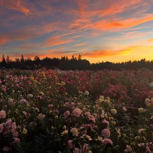 是我眼前起了雾 不怪当时走错路