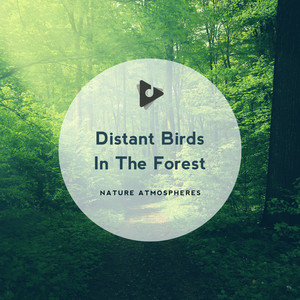 Distant Birds In The Forest