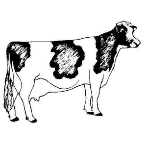 Cow