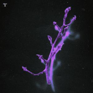 gift(feat. Seno & Lastell) (Explicit)