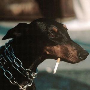 Como un Can (feat. Chris Indian)